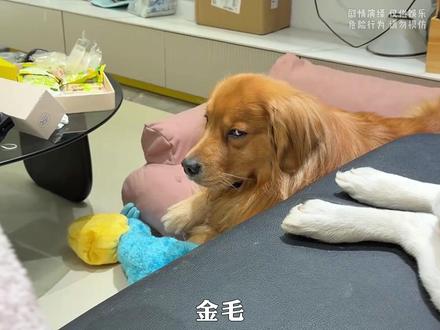 金毛,不行你换个狗养吧,这一天跟着你可遭老罪了! #狗狗的迷惑行为 #家有傻狗 #这狗成精了