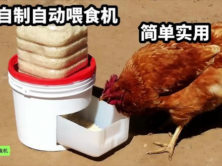 报废的塑料桶还有妙用,教你做成自动喂食机,省时省力效果好