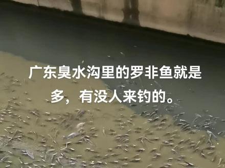 广东什么都不多,就是臭水沟里的罗非鱼泛滥成灾。#暴雨过后 #罗非鱼