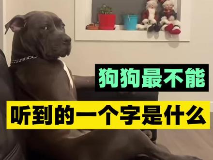 就这一个字,能瞬间让你的狗子兴奋起来!#狗 #萌宠 #狗狗的心思都写在脸上了 #狗狗的日常