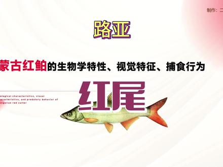蒙古红鲌的习性,红尾鱼路亚技巧以及假饵的选择#路亚红尾 #路亚新手入门教程 #原来钓鱼才是抖音运动顶流 #路亚教学 #出发吧伟大的钓手