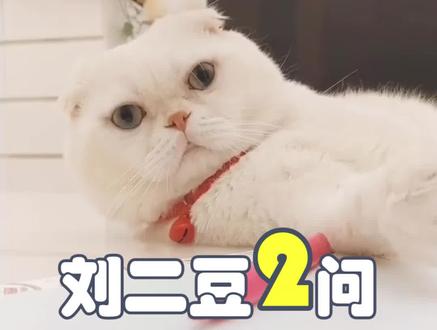 千万博主断更背后的真相,不说了,我又去催豆妈更新了#宠物 #萌宠 @❤️会说话的刘二豆❤️