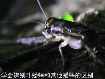 新手如何辨别、学习抓蟋蟀#蛐蛐 #莘县虫抓手战队 #斗蟋蟀