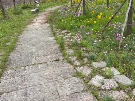 大疆AVATA2的rate设置推荐,#大疆avata #fpv