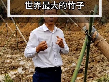 一般认为巨龙竹是最大的竹类植物,又名翠竹,学名叫歪脚龙竹,人称“竹中之王”#我的乡村生活 #新农人计划2023 #乡村守护人 #巨龙竹 #科研