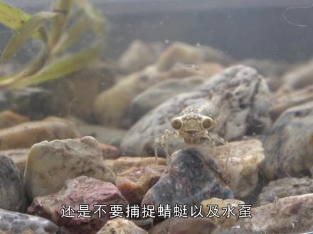 水虿一年能消灭3000蚊子,还没等蜕变成蜻蜓,就被人类端上餐桌! #蜻蜓 #大自然