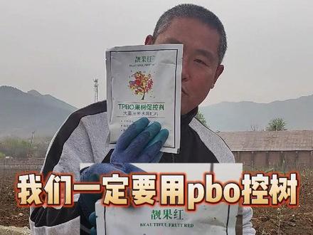 授粉前一步:pbo控树#樱桃 #车厘子 #果树管理 #育苗 #新农人计划2023