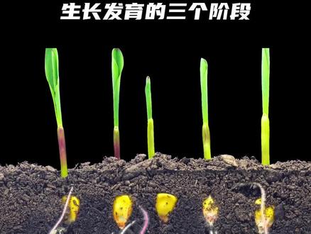 NPK氮磷钾是什么?#微新生物 #蔬菜种植 #农业种植