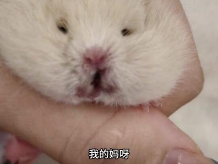 今天的锐评家是马铃薯 #萌宠 #小仓鼠 #金丝熊