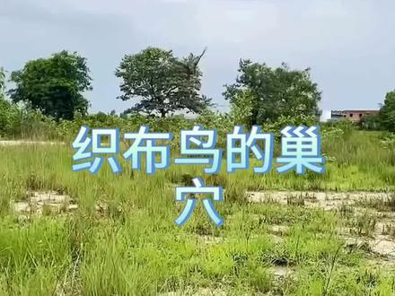 这可不止是个家! #织布鸟 #自然观察