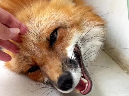 今天小狐狸因为黏人差点跑丢,还好虚惊一场#萌宠成精了 #TONYON通用锁具 #TONYON让家有锁不同