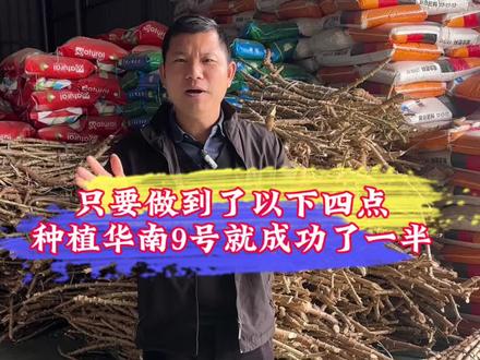 只要做到以下四点,2026年种植华南9号黄心木薯就成功了一半!#华南9号#黄心木薯#木薯#木薯糖水#天天惠农木薯高产种植