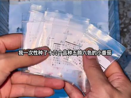 一次种了16种小番茄,给它们做了排名,前12名味道都可以,前面几个各种妃类可以闭眼种,你们有更好吃的品种推荐吗#小番茄品种推荐 #五颜六色的番茄 #盆栽小番茄 #番茄种草品种 #种植分享