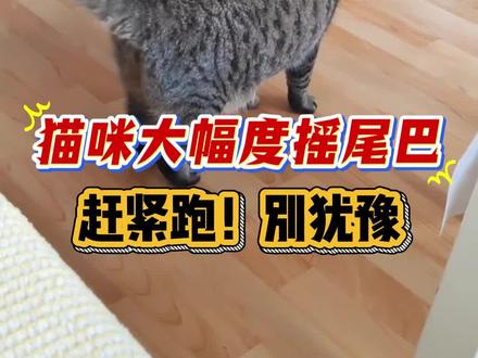 猫咪大幅度摇尾巴#新手养猫 #猫咪科普#猫咪的迷惑行为 #猫咪日常 #猫咪摇尾巴