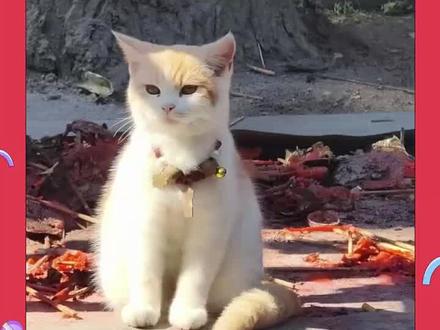 我们的猫猫可是很厉害的哦@抖音热点