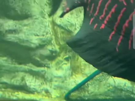 奶酪生了四个可爱的小宝宝👶🏻恭喜阿哲喜当爹#刀疤鲤 #暖心阿哲 #不可思议