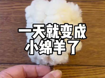 昨天我期待,今天就成真了
#异木棉