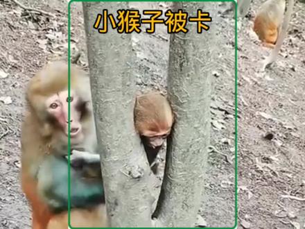 小猴子被卡树杈亲猴妈用力拉扯,小猴子差点被五马分尸#野生动物零距离 #神奇动物在抖音 #难得一见 #意不意外 #动物的迷惑行为