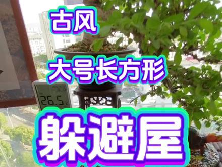 古风大号长方形躲避屋#躲避屋造景 #躲避屋 #龟缸造景 #黄缘造景 #安缘龟环境布置