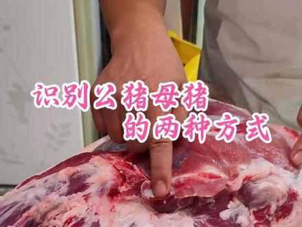识别公猪母猪 两种方式#公猪 #母猪 #方式 #美食