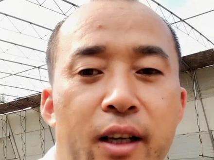 红中柱根腐病,早发现早清理。#草莓 #农业临床 #农业种植