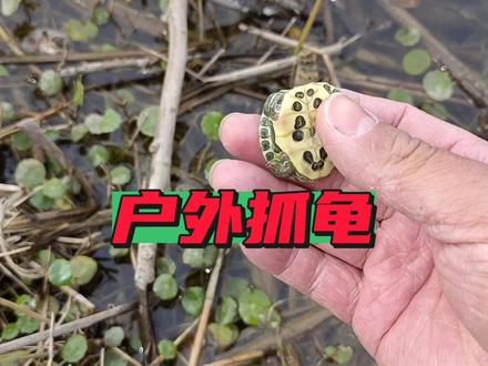 公园野采,抓乌龟和小鱼,收获还可以。#养殖 #户外抓鱼 #户外抓龟 #巴西龟