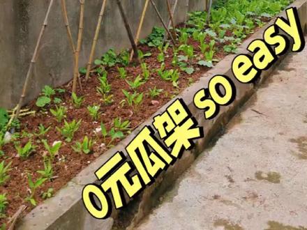 拿几根竹竿,给咱家菜园子搭个瓜架