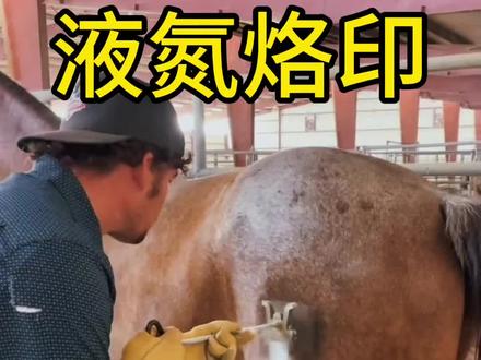 液氮烙印法给马打标志#科普#奇闻奇事