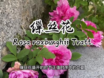 缫丝花 —十六夜蔷薇,蔷薇属里的小刺猬.又名刺梨#一日一植物 #万物生长 #花 #养花修心