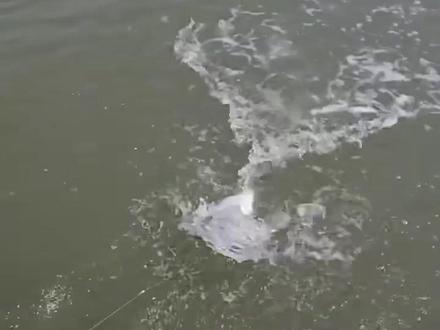 印度渔民独特的零成本瓶钓,一桶鱼轻松到手 #科普 #钓鱼