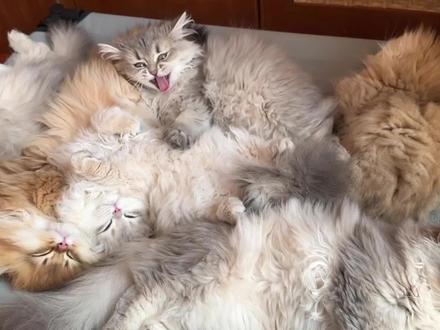 我们改现猫制啦~