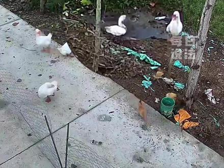 18斤重的大鹅在河沟中神秘消失,大鹅打捞上岸 身上发现多处伤口 #大鹅在河沟中神秘消失 #