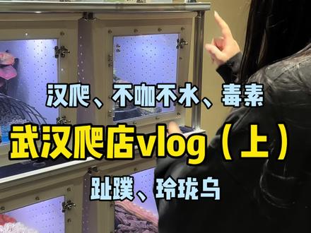 (上)逛武汉爬店,又是一轮“空手”套爬宠!#武汉爬宠店 #爬宠 #蜥蜴 #爬行动物 #泰加蜥