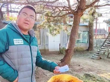 小熊猫其实并不喜欢被撸!不信你问我手里的病历!#小熊猫