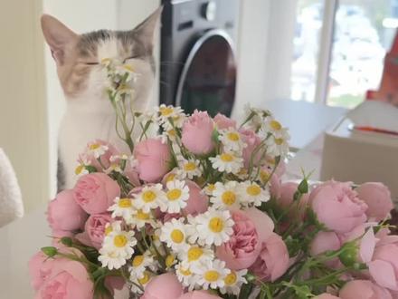 Vlog.57|电子榨菜更新了! #vlog #宠物vlog #益和鲜时 #聪颖猫砂 #帕特冻干