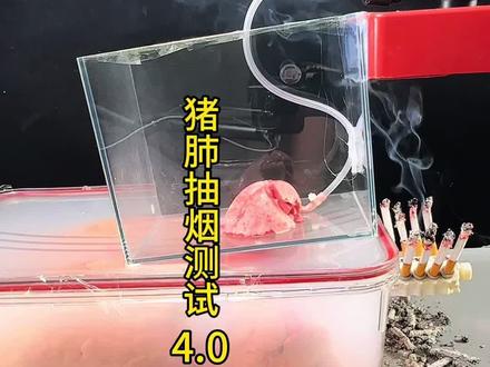 猪肺抽烟测试4.0 一口气抽800根二手烟,小孩子的肺会发生什么事!#科普#解压#瓜子二手车