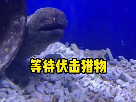 海中隐者—海鳝,没想到你是这样的海洋生物~#平顶山 #海鳝#平顶山海洋馆