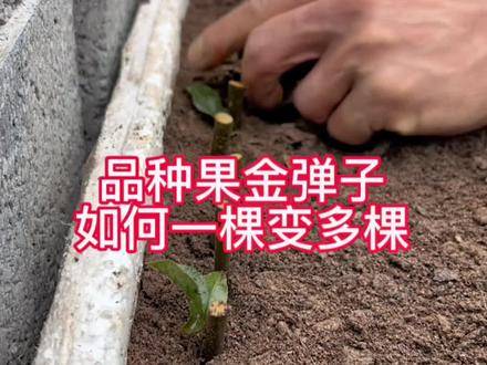 #金弹子 #园艺生活 #基地直发 @抖音小助手
