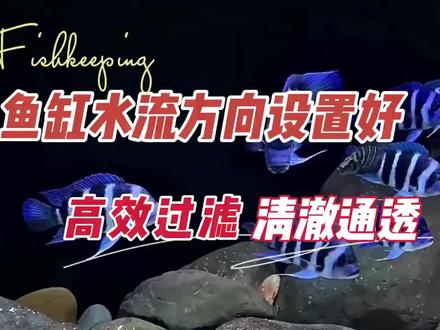 鱼缸如何保持高效的物理过滤,水流方向的设置是关键#养鱼 #新手养鱼 #观赏鱼