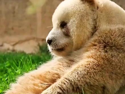 揭露七仔的真实身份,其父七旬还打架争夺配偶,被成为常胜将军#七仔 #熊猫 #大熊猫七仔