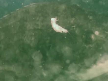 矶钓黑鲷怎么钓?看完这条视频颠覆你之前的认知!干货满满,点个收藏耐心看完!#浮游矶钓 #矶钓入门 #黑鲷 #钓鱼技巧