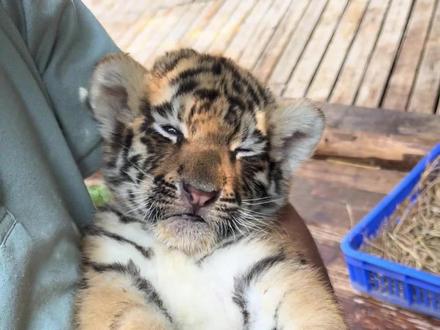 小老虎背后偷袭两脚兽#动物世界 #动物科普 #小老虎