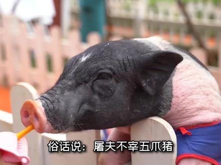 俗话说:屠夫不杀五爪猪,木匠当面不喊双,里面藏着什么秘密?