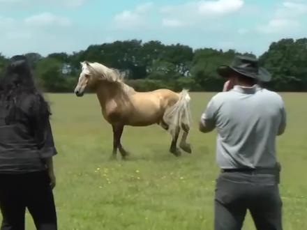 马儿首次相亲,两匹马一见钟情,动物之间的感情干净纯粹 #旅游 #趣闻 #娱乐