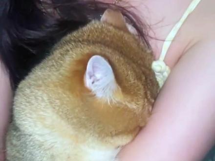 你的猫是什么品种,发出来让大家看一看 #艾特你想艾特的人 #猫 #我和我的猫 #猫咪的迷惑行为