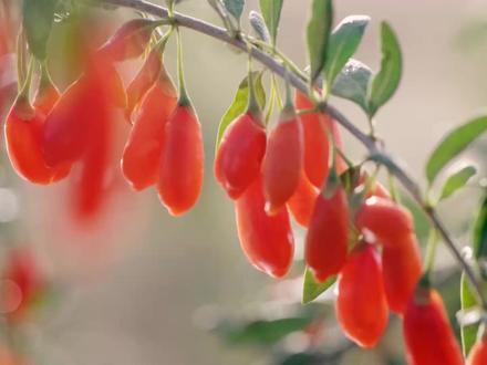 人才为钥 科技为翼
中宁枸杞领航产业升级