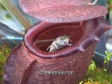 世界上最恐怖的食人花在哪里?食人花真的食人吗?#我的微观世界 #世界奇闻 #胆小慎入 #奇闻奇事 #世界未解之谜 #食人花 #食人树