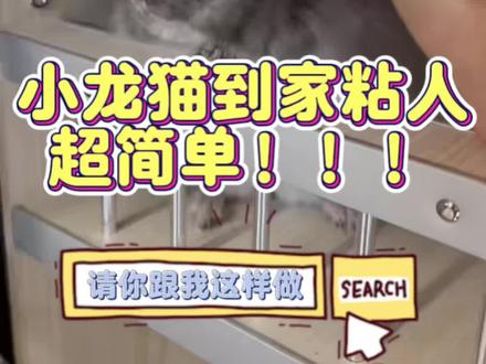 龙猫到家怎么做才粘人?#女巫龙猫 #知识分享
