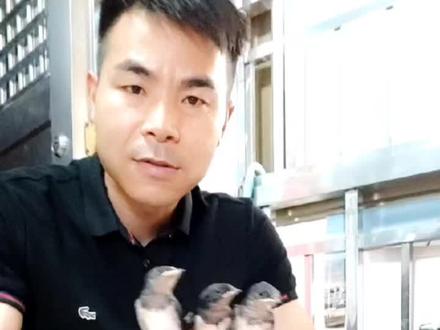 救助那失去家园的小燕子,每天无数次喂食,清💩粑粑当爹真不容易!父亲节快到了,提醒一下你!#万物皆有灵性 #善待动物关爱生命 #传递正能量 不知道放飞那天会不会有所不舍呢?