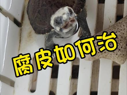 乌龟腐皮如何治疗#龟龟🐢